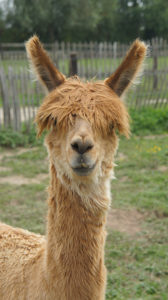 Alpaca