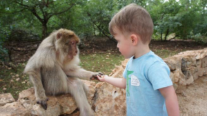 feeding monkey