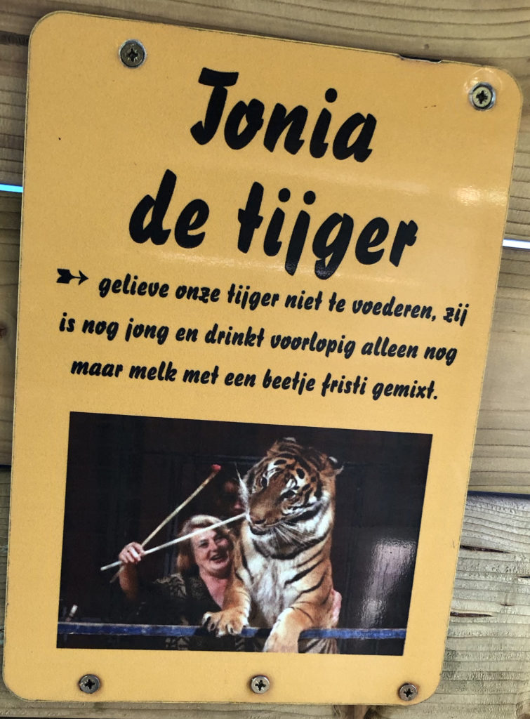 Tijger