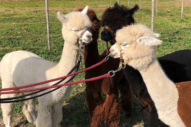 Alpaca-wandeling