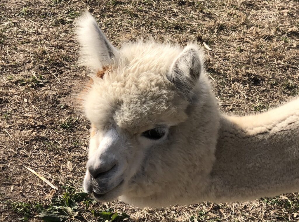 Alpaca