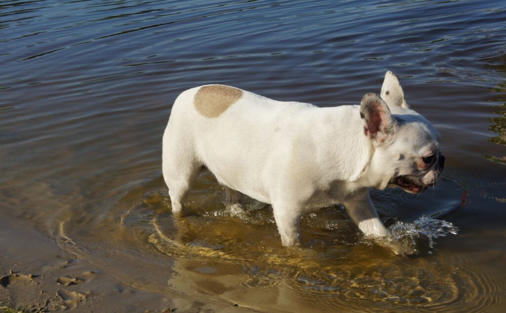 Bulldog loopt in het water